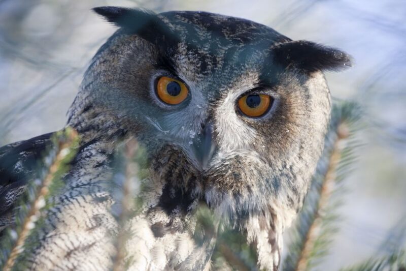 Ranua Wildlife Park Guided Tour From Rovaniemi - Tour Inclusions