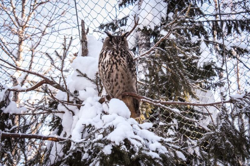 Ranua Wildlife Park Guided Tour From Rovaniemi - Highlight Experiences