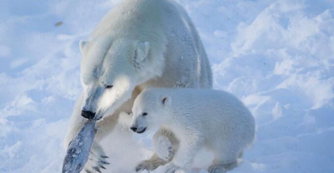 Ranua Wildlife Park Guided Tour From Rovaniemi - Cancellation Policy