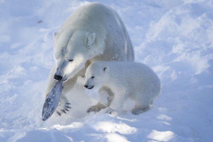 Ranua Wildlife Park Guided Tour From Rovaniemi - Frequently Asked Questions