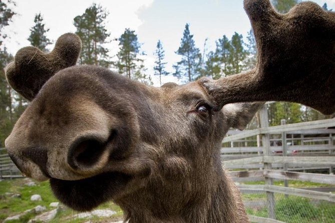Ranua Zoo and BBQ - Customer Feedback and Insights