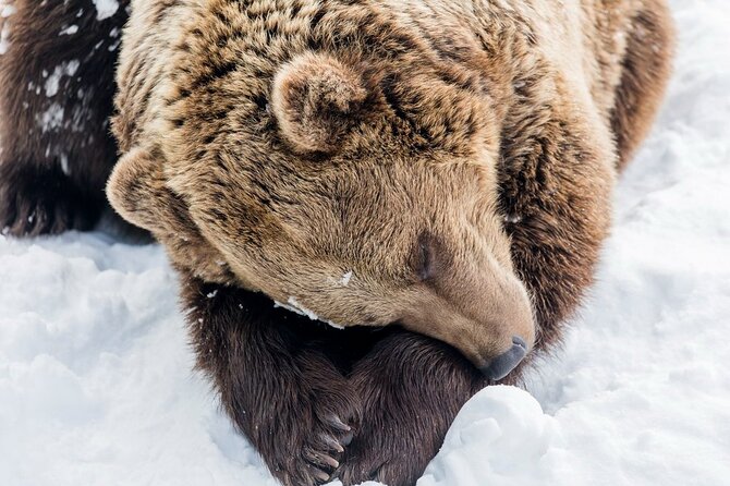 Ranua Zoo Family Tour From Rovaniemi - Included Services
