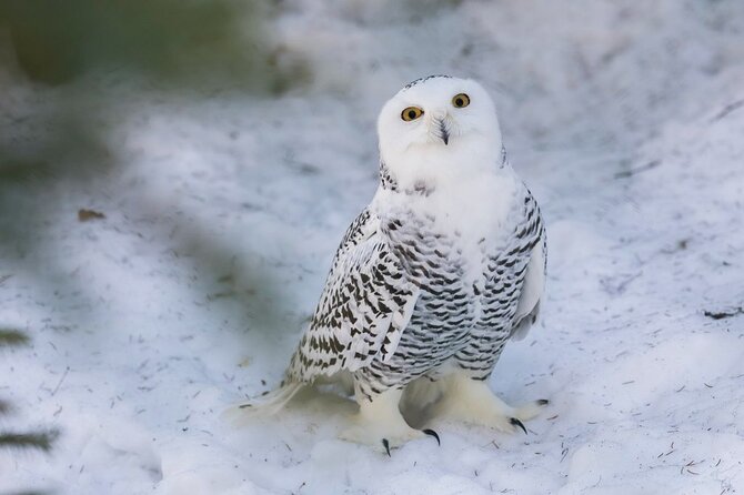 Ranua Zoo Family Tour From Rovaniemi - Zoo Experience