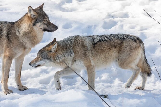 Ranua Zoo Family Tour From Rovaniemi - Operator Details