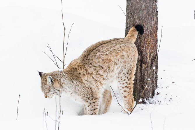 Ranua Zoo Tour, Optional Lunch - Important Information