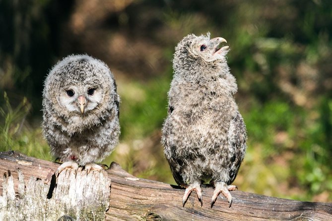 Ranua Zoo Tour, Optional Lunch - Optional Lunch Experience