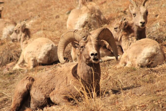Rapid City: Mt Rushmore Custer State Park & Crazy Horse - Wildlife Viewing in Custer State Park