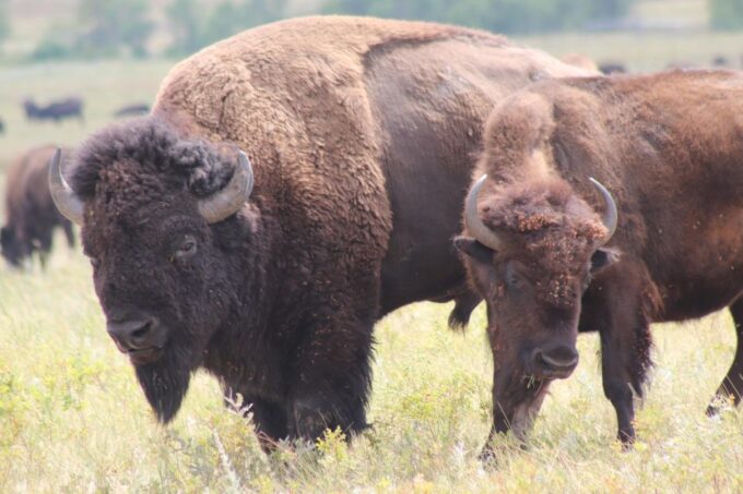 Rapid City: Mt Rushmore Custer State Park & Crazy Horse - Frequently Asked Questions