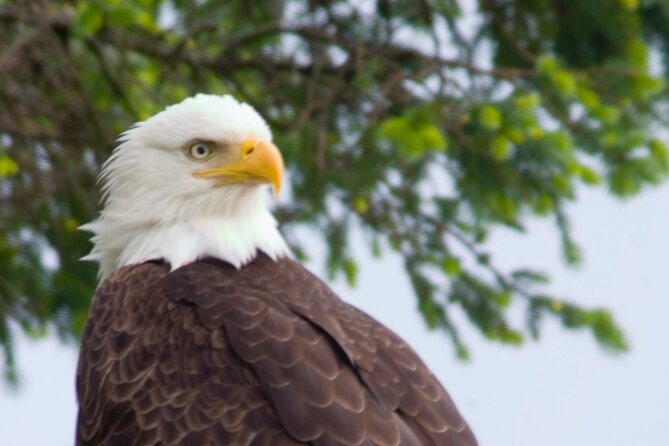 Raptor Encounters and Immersive Dome Experience - Accessibility Features