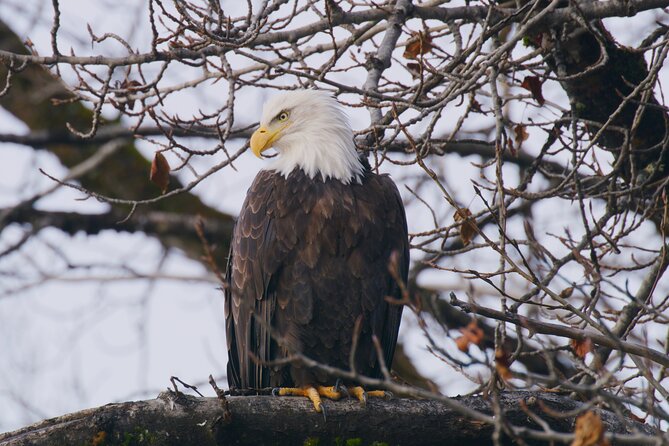Raptor Encounters and Immersive Dome Experience - Additional Information