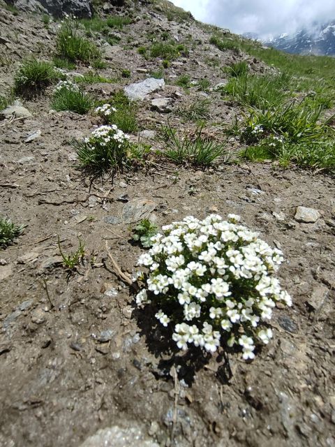 RARE PLANTS IN AOSTA VALLEY - Experience Highlights