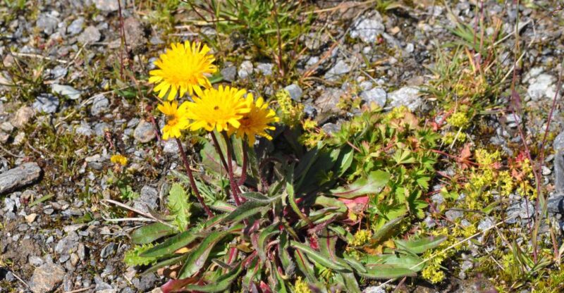 RARE PLANTS IN AOSTA VALLEY - Accessibility and Restrictions