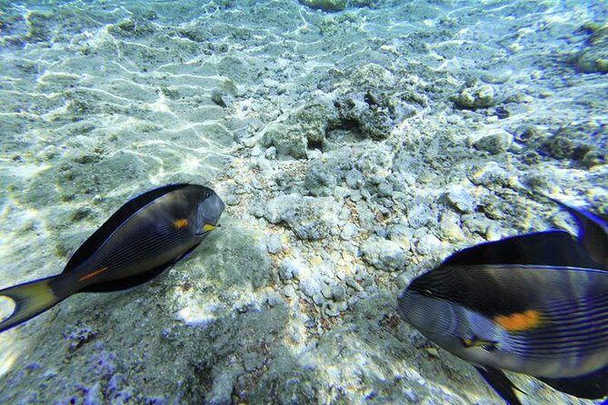 Ras Mohamed & White Island From Sharm El Sheikh by Boat - Discovering the Marine Life