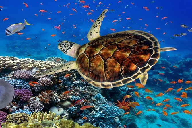 Ras Mohammed Diving Day Trip From Sharm El-Sheikh - Diving and Snorkeling Activities