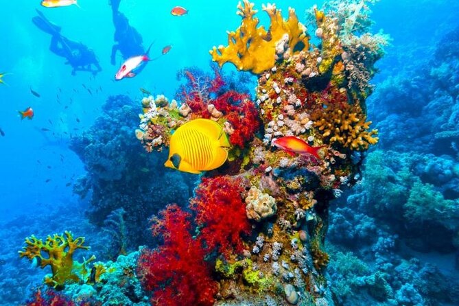 Ras Mohammed Diving Day Trip From Sharm El-Sheikh - Logistics and Pickup Information