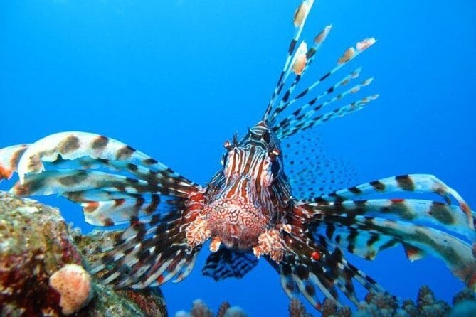 Ras Mohammed Diving Day Trip From Sharm El-Sheikh - Customer Reviews