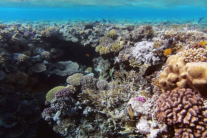Ras Mohammed Full Day Sea Trip With Lunch by Boat Sharm El-Sheikh - Activities