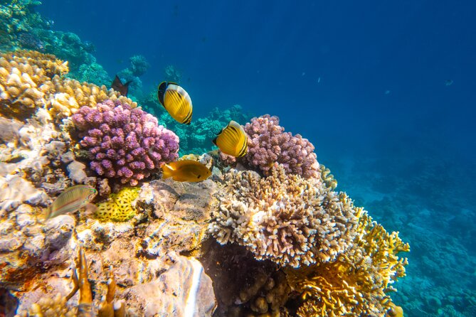 Ras Mohammed Full Day Sea Trip With Lunch by Boat Sharm El-Sheikh - Operated by Egypt Adventures