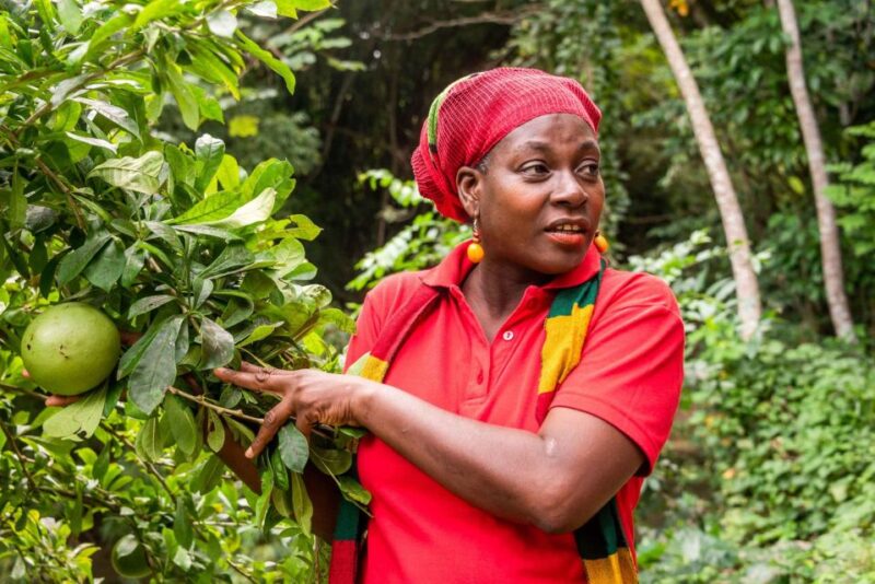 Rastafari Indigenous Village Tour and Private Transportation - Key Points
