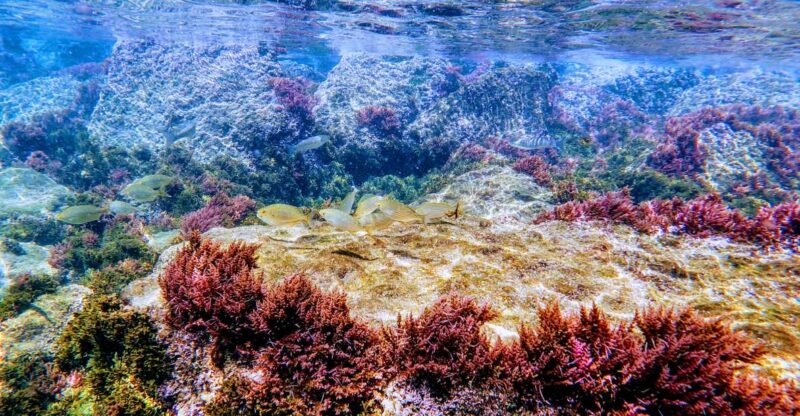 Rate: Guided Snorkel Tour in the Strait Natural Park - Key Points