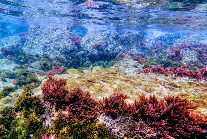 Rate: Guided Snorkel Tour in the Strait Natural Park - Activity Details