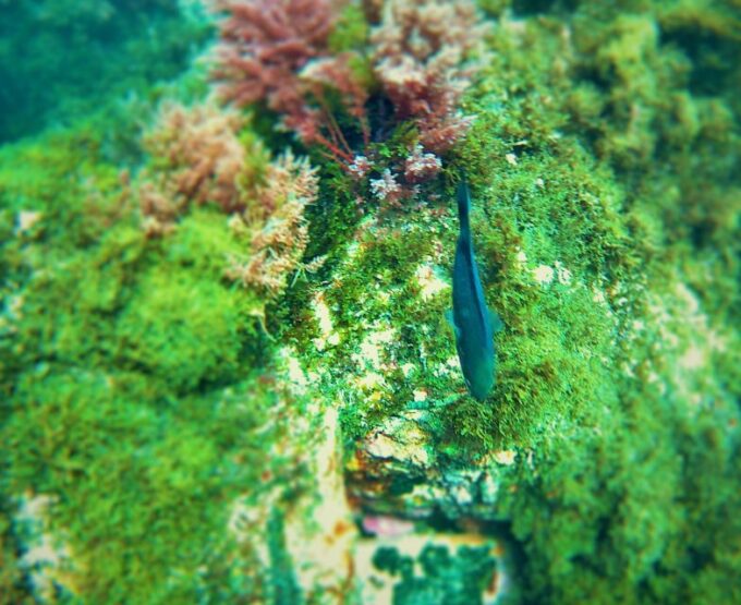 Rate: Guided Snorkel Tour in the Strait Natural Park - Booking and Cancellation Policy