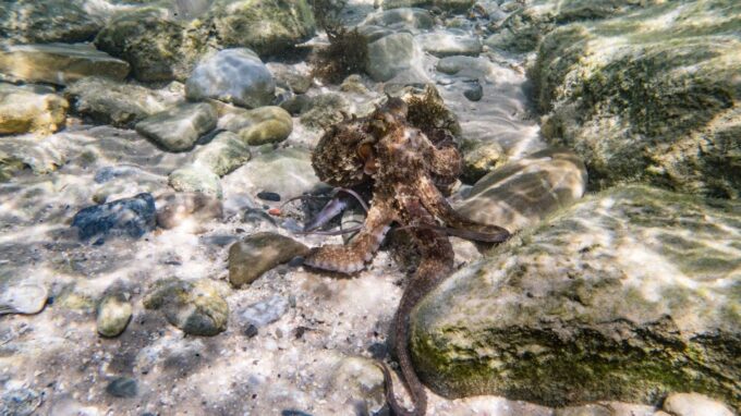 Rate: Guided Snorkel Tour in the Strait Natural Park - Frequently Asked Questions