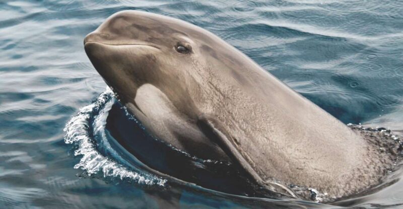 Rate: Whale & Dolphin Watching in the Strait of Gibraltar - Key Points