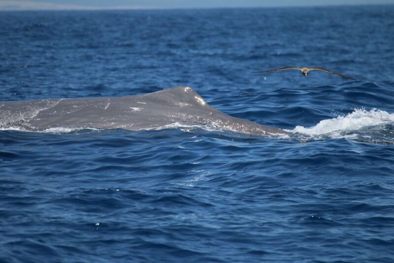 Rate: Whale & Dolphin Watching in the Strait of Gibraltar - Experience Highlights