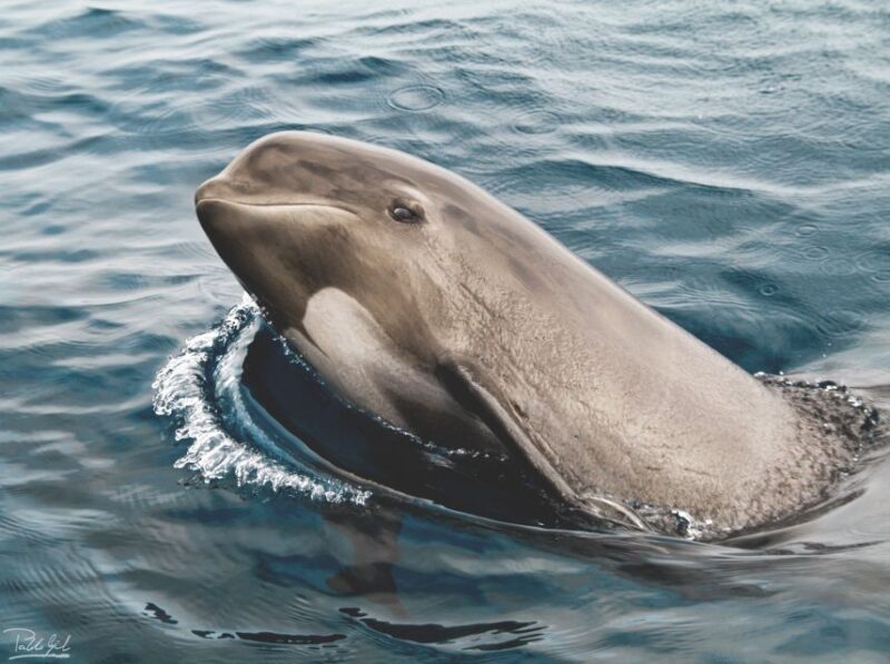 Rate: Whale & Dolphin Watching in the Strait of Gibraltar - Itinerary Details