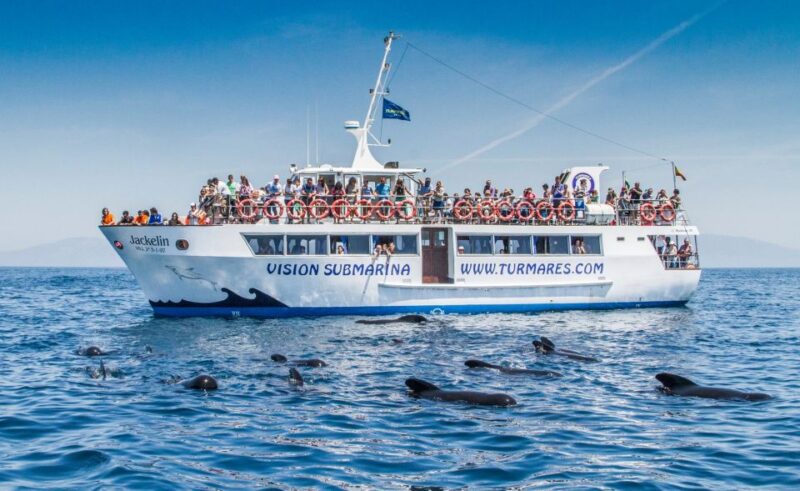 Rate: Whale & Dolphin Watching in the Strait of Gibraltar - Customer Reviews and Ratings
