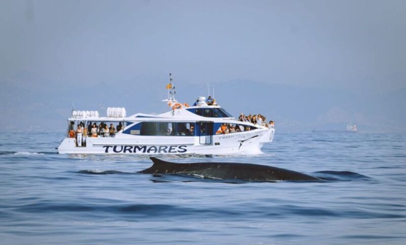 Rate: Whale & Dolphin Watching in the Strait of Gibraltar - What to Bring and Considerations
