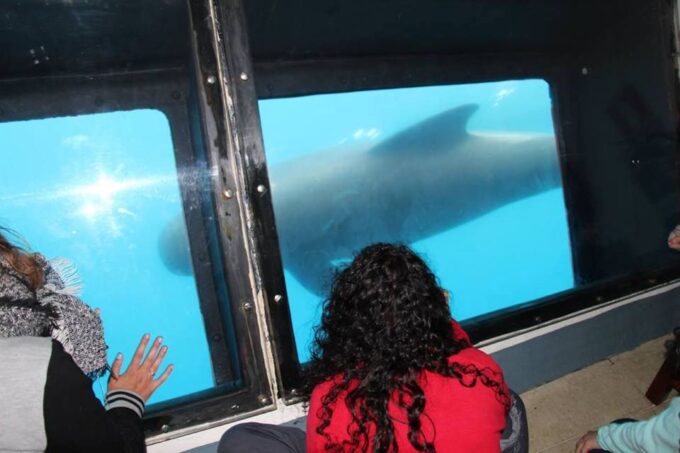 Rate: Whale & Dolphin Watching in the Strait of Gibraltar - Accessibility and Languages
