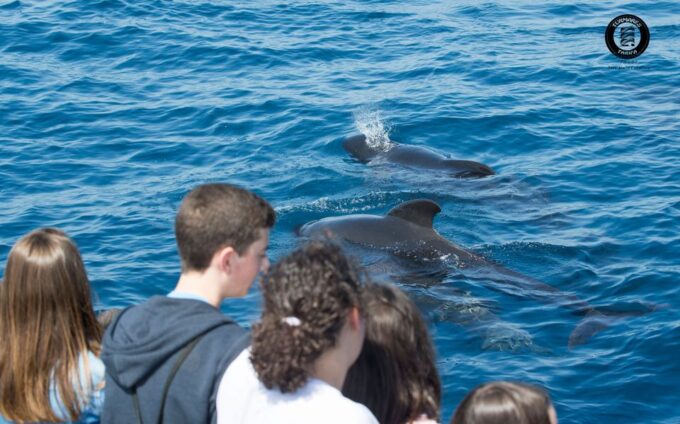 Rate: Whale & Dolphin Watching in the Strait of Gibraltar - Sustainable Practices and Regulations