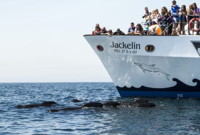 Rate: Whale & Dolphin Watching in the Strait of Gibraltar - Getting to the Meeting Point