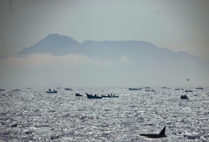 Rate: Whale & Dolphin Watching in the Strait of Gibraltar - FAQ