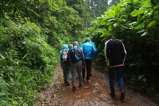Rau Forest Nature Walk (One Trip - One Tree) - Confirmation and Accessibility