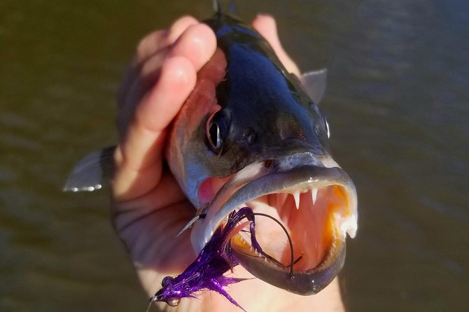 Ravenel Fishing Charters - Guided Adventure