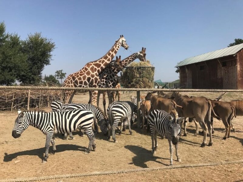Ravenna: Safari Ravenna Entrance Ticket - Ticket Pricing and Availability