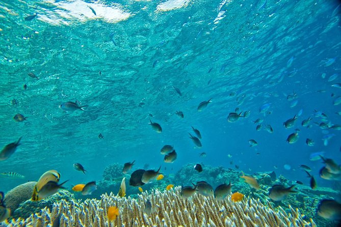 Raya and Coral Speed Boat Snorkeling With Lunch - Meeting and Pickup