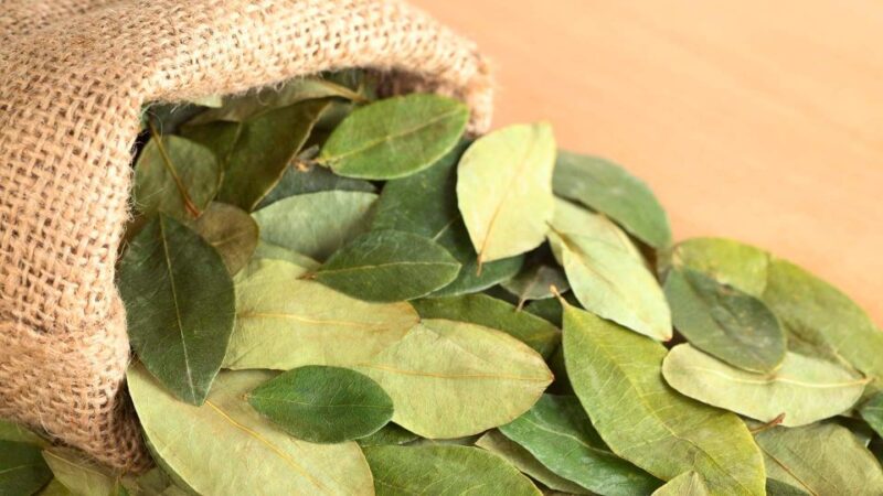 Reading Your Future in Coca Leaf in English - Ceremony Details