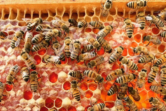 Reagan's Honey Beekeeping Adventure - Highlights of the Experience