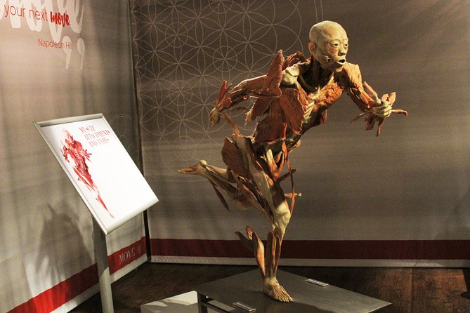 Real Bodies at Horseshoe Las Vegas - Detailed Exhibit Features