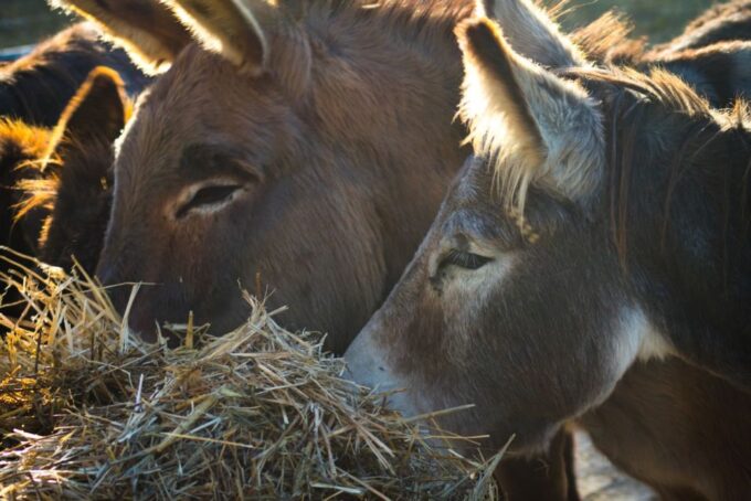Real Farmers Lunch at Olive Farm in the Italian Countryside - Booking and Cancellation Policy