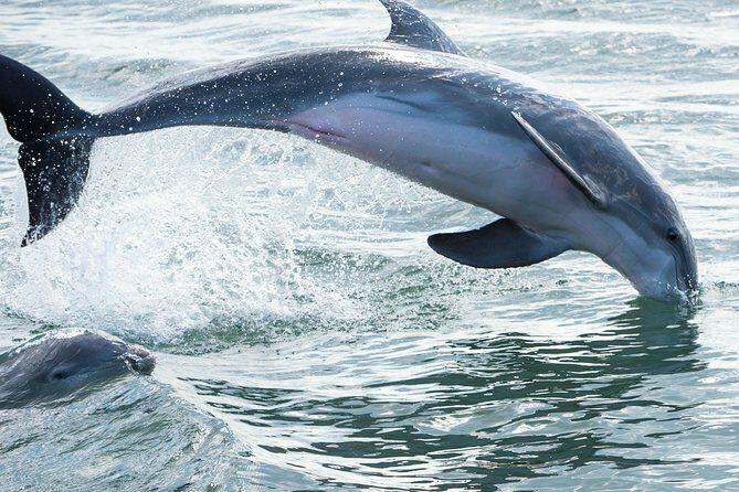 Red Boat Tours - Dolphin Odyssey and Sightseeing Tour - Red Boat Tours - Dolphin Odyssey and Sightseeing Tour: An In-Depth Review