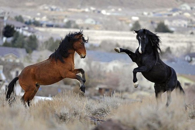 Red Canyon Mustang's Group Van Tour or Large Bus Tours 8am Daily - Tour Inclusions