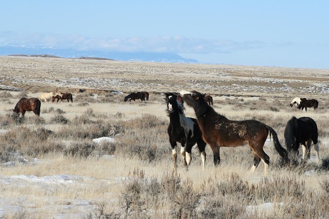 Red Canyon Mustang's Group Van Tour or Large Bus Tours 8am Daily - Meeting/Pickup Information