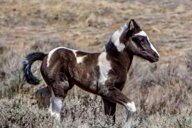 Red Canyon Small Group Wild Mustang Van Tours in Cody Wyoming - Insights Into Local History