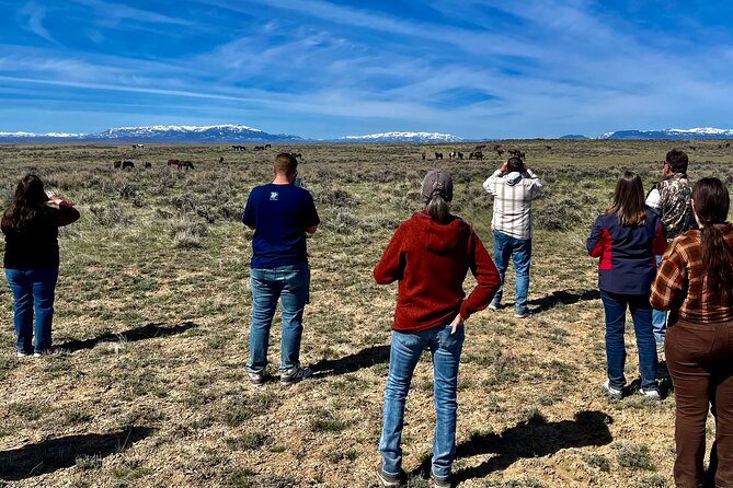 Red Canyon Small Group Wild Mustang Van Tours in Cody Wyoming - Customer Testimonials and Feedback