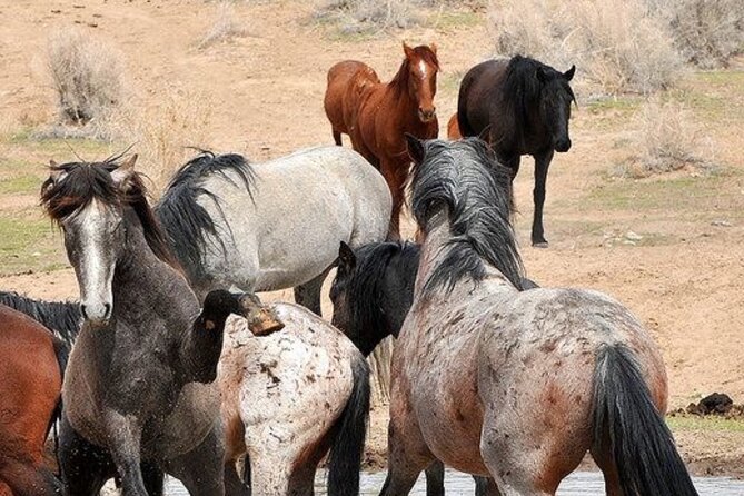 Red Canyon Small Group Wild Mustang Van Tours in Cody Wyoming - About Cody Wyoming Adventures